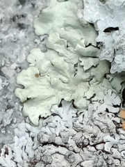 Parmelioideae