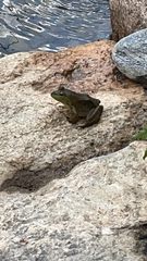 Lithobates catesbeianus