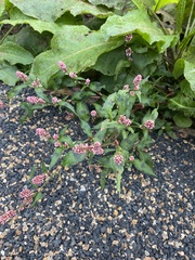 Persicaria maculosa