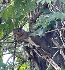 Sciurus carolinensis