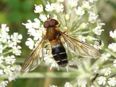 Leucozona glaucia