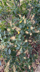 Clethra alnifolia