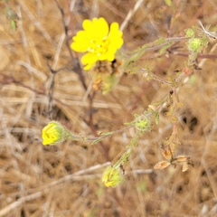 Hemizonia congesta lutescens