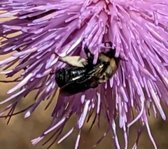 Melissodes desponsus