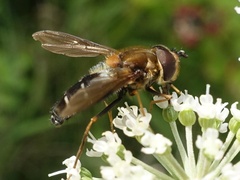 Leucozona glaucia