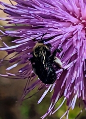 Melissodes desponsus