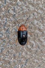 Triplax thoracica