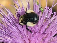 Melissodes desponsus