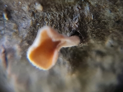 Lachnellula