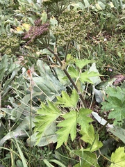Heracleum maximum
