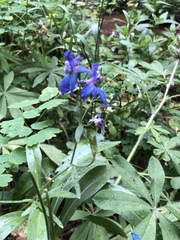 Delphinium nuttallianum