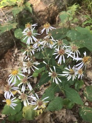 Eurybia