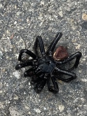 Bothriocyrtum californicum
