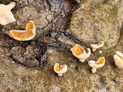 Lachnellula