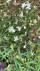 Oenothera lindheimeri