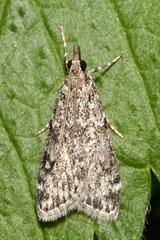 Eudonia truncicolella