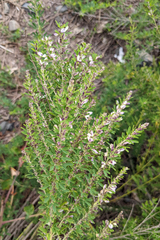 Lespedeza cuneata