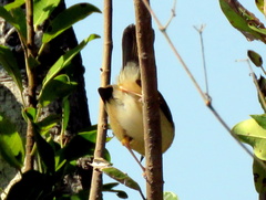 Camaroptera brachyura intercalata