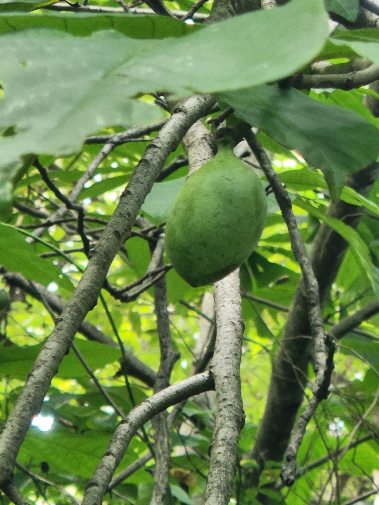 common pawpaw from Middletown, MD 21769, USA on September 10, 2022 at ...