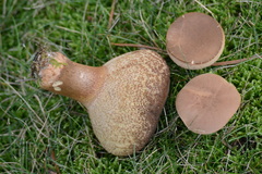 Bothia castanella