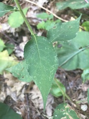 Eurybia