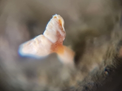 Lachnellula