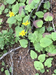 Arnica cordifolia