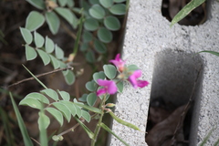 Tephrosia lindheimeri