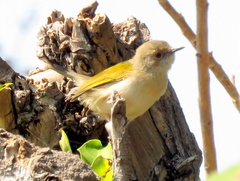 Camaroptera brachyura intercalata