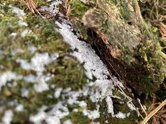 Ceratiomyxa fruticulosa