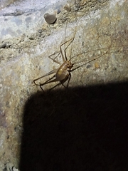 Euhadenoecus puteanus