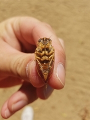 Clidophleps distanti