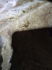 Euhadenoecus puteanus