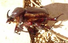Phyllognathus excavatus