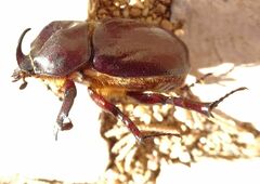 Phyllognathus excavatus