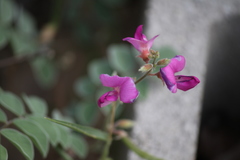 Tephrosia lindheimeri