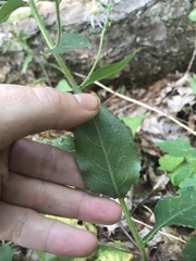 Eurybia
