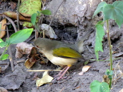 Camaroptera brachyura intercalata