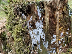 Ceratiomyxa fruticulosa