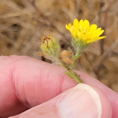 Hemizonia congesta lutescens