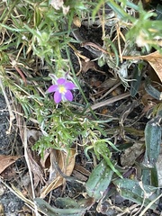 Spergularia rubra