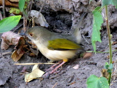 Camaroptera brachyura intercalata