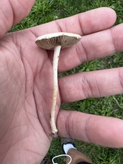 Agrocybe molesta