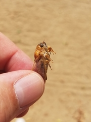 Clidophleps distanti