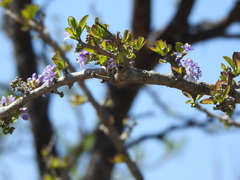 Ehretia rigida nervifolia