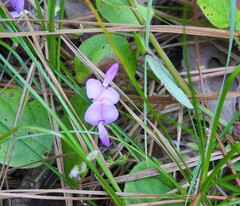 Desmodium rotundifolium