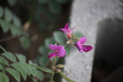 Tephrosia lindheimeri