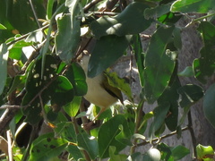Camaroptera brachyura intercalata