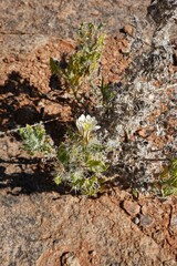 Codon royenii