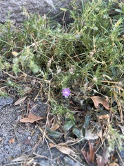 Spergularia rubra